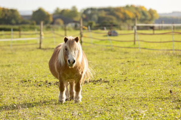 Gorgeous minishetland pony in freedom in autumn