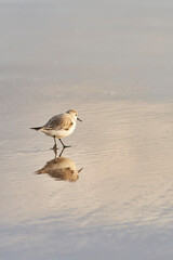 Sanderling walking on peaceful beach in the morning.