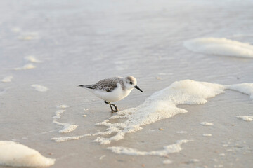 Cute little sanderling walking on foamy beach. It is a white bird with a long beak.