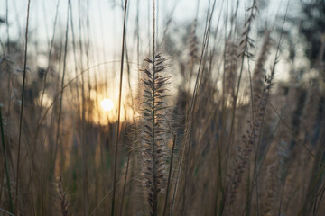 grass in the morning