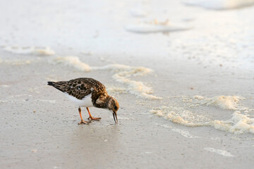 Rudy turnstone scavenging for food on the beach. It uses its beak to pick at item from the sand
