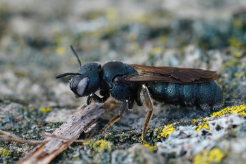Closeup on a Mediterranean metallic blue colored small carpenter bee, Ceratina chalcites