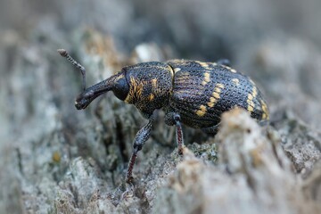 Closeup of the colorful large pine weevil, Hylobius abietis, a major pest of coniferous trees