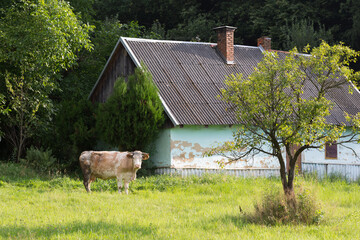 Krowa na zielonej trawie, krajobraz wiejski