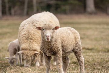 Naklejka na ściany i meble Funny Looking Sheep in Field Looking at Camera