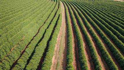 coffee plantation field in the landscape