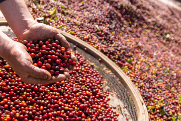 Hands holding freshly harvested coffee beans from the plantation