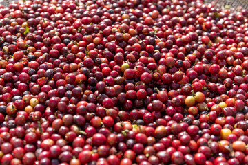Fresh coffee beans harvested in the plantation field