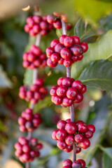 Coffee Beans tree in the field