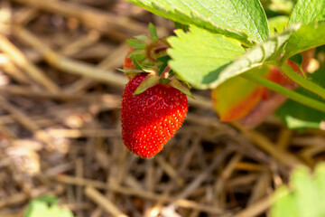 Ripe red strawberry hanging on green bush in sunlight. New harvest. Summer. Locally grown. Selective focus, defocus