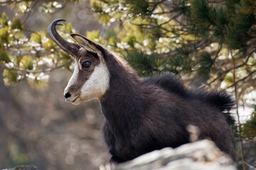 Close up of wild female Alpine chamois (Rupicapra rupicapra) with winter fur resting on rock in woodland at sunset, Italian Alps, March