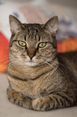 cute cat with green eyes portrait