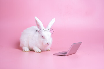 White easter  rabbit wear glasses sit on pink background look at small laptop, bunny with learn...