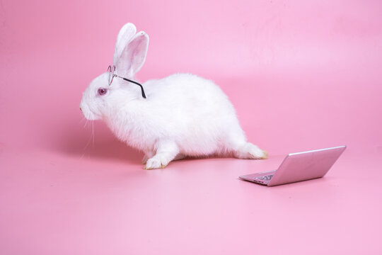 White Easter Bunny Rabbit Wear Glasses On Head Walk Away From Laptop, No Study Or Work Concept In Holiday.