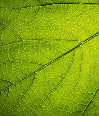 Fototapeta na wymiar Close up leaf texture. Macro background