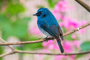 Obraz premium The indigo flycatcher (Eumyias indigo) is a species of bird in the Old World flycatcher family Muscicapidae. It is found in Indonesia