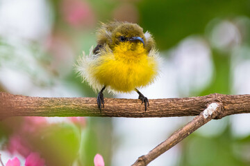 Obraz premium animal, bird, red, olive, sunbird, small, cinnyris jugularis, flower, honeyeater, yellow - bellied, nectar, bill, throat, curved, olive - backed, colorful, wild, blue, nature, green, wildlife, beautif