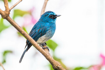 The indigo flycatcher (Eumyias indigo) is a species of bird in the Old World flycatcher family...