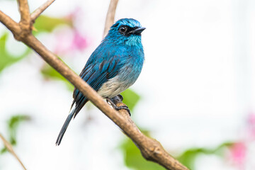 The indigo flycatcher (Eumyias indigo) is a species of bird in the Old World flycatcher family Muscicapidae. It is found in Indonesia