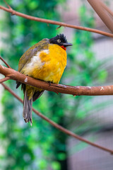 The black-crested bulbul (Rubigula flaviventris)
