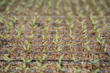 Conical pepper seedlings in the greenhouse