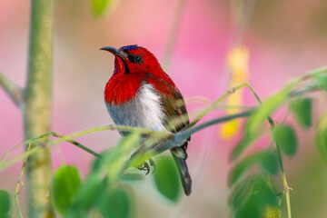 The crimson sunbird (Aethopyga siparaja) is a species of bird in the sunbird family which feed largely on nectar