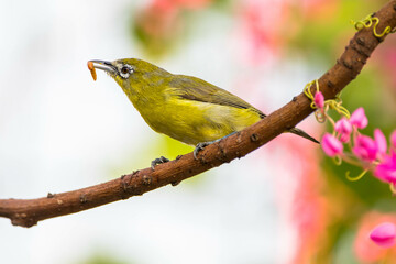 Obraz premium The Javan white-eye (Zosterops flavus) is a bird species in the family Zosteropidae that occurs in Java and Borneo