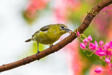 The Javan white-eye (Zosterops flavus) is a bird species in the family Zosteropidae that occurs in Java and Borneo