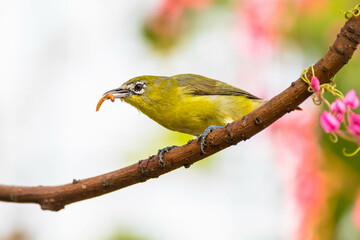 The Javan white-eye (Zosterops flavus) is a bird species in the family Zosteropidae that occurs in Java and Borneo