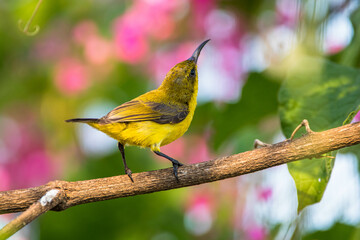 The olive-backed sunbird (Cinnyris jugularis), also known as the yellow-bellied sunbird