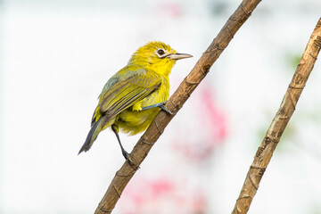 Obraz premium The Javan white-eye (Zosterops flavus) is a bird species in the family Zosteropidae that occurs in Java and Borneo