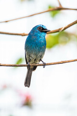 Obraz premium The indigo flycatcher (Eumyias indigo) is a species of bird in the Old World flycatcher family Muscicapidae. It is found in Indonesia