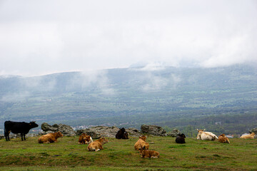 cows in the fog