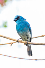 The indigo flycatcher (Eumyias indigo) is a species of bird in the Old World flycatcher family Muscicapidae. It is found in Indonesia