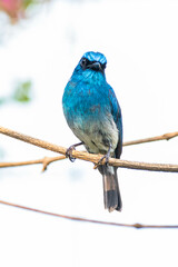 The indigo flycatcher (Eumyias indigo) is a species of bird in the Old World flycatcher family Muscicapidae. It is found in Indonesia