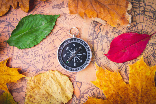 Traveler's compass on map in bright multi-colored autumn leaves. Navigation in autumn.