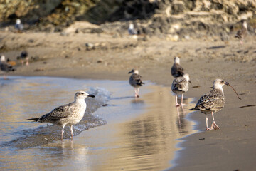 seagulls on the beach