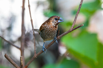 The scaly-breasted munia or spotted munia (Lonchura punctulata)