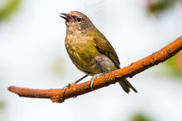 Fototapeta premium The Javan white-eye (Zosterops flavus) is a bird species in the family Zosteropidae that occurs in Java and Borneo