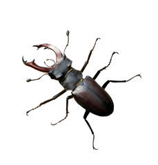 Stag beetle, Lucanus, cervus, Maennchen