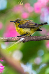 The olive-backed sunbird (Cinnyris jugularis), also known as the yellow-bellied sunbird