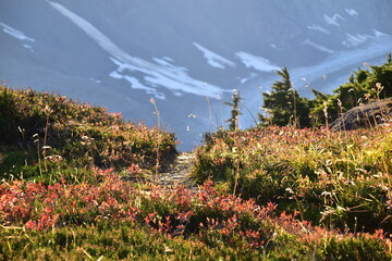 Canadian Mountain Flora with glacier background
