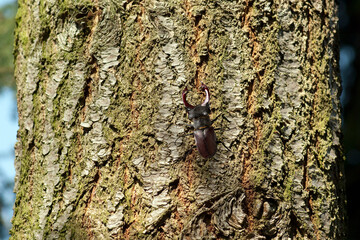 Stag beetle, Lucanus, cervus, Maennchen