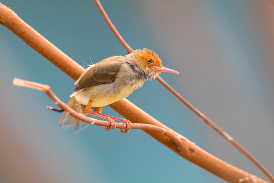 The ashy tailorbird (Orthotomus ruficeps)