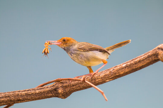 The ashy tailorbird (Orthotomus ruficeps)