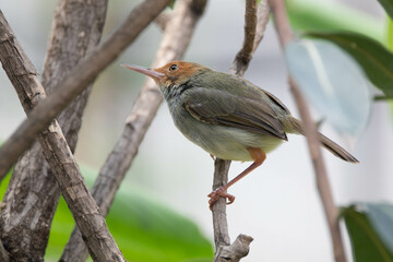 Obraz premium The ashy tailorbird (Orthotomus ruficeps)