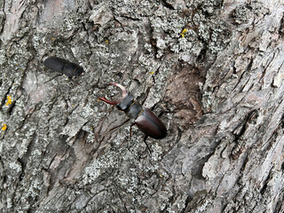 Stag beetle, Lucanus, cervus, masculine, feminine