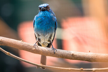 The indigo flycatcher (Eumyias indigo) is a species of bird in the Old World flycatcher family Muscicapidae. It is found in Indonesia