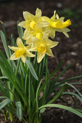 Jonquille (Narcissus pseudonarcissus)