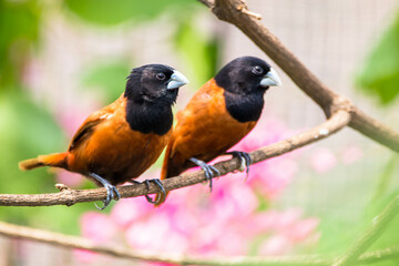 Obraz premium The black-faced munia (Lonchura molucca) is a species of estrildid finch found in Indonesia and East Timor